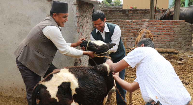 कास्कीभरिका पशुलाई खोप