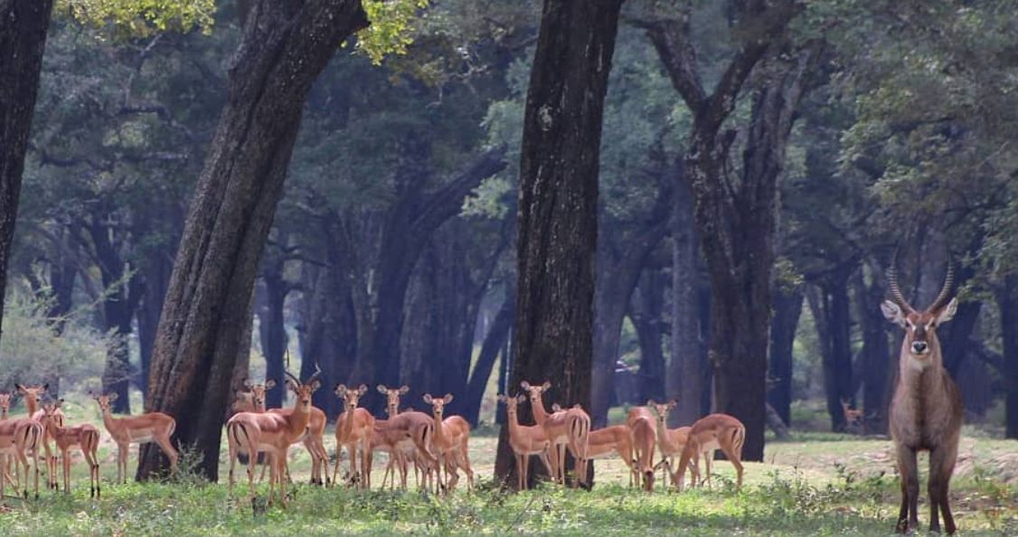 जीवन र मृत्यु परिपूरक बन्ने १० वन्यजन्तु फोटो 