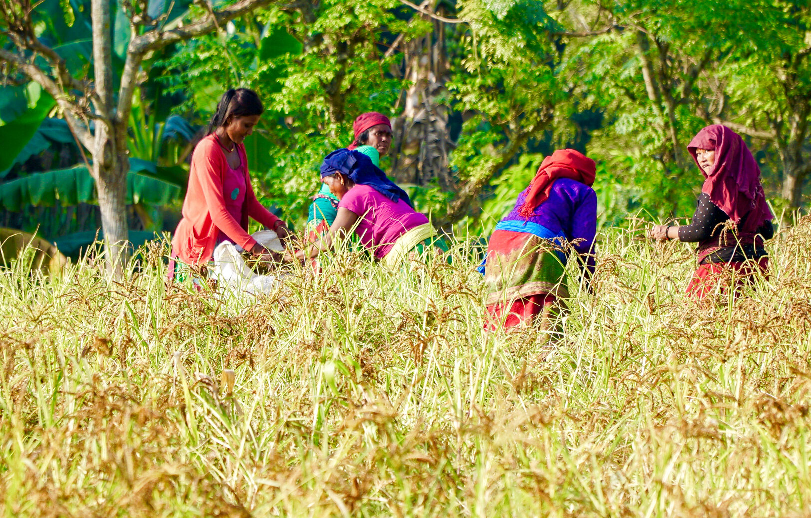 किसानलाई दशैँमा पनि खेतबारीकै बढी चिन्ता