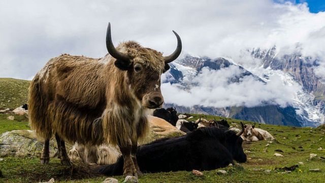 अज्ञात रोगले चौरी बिरामी पर्न थाले